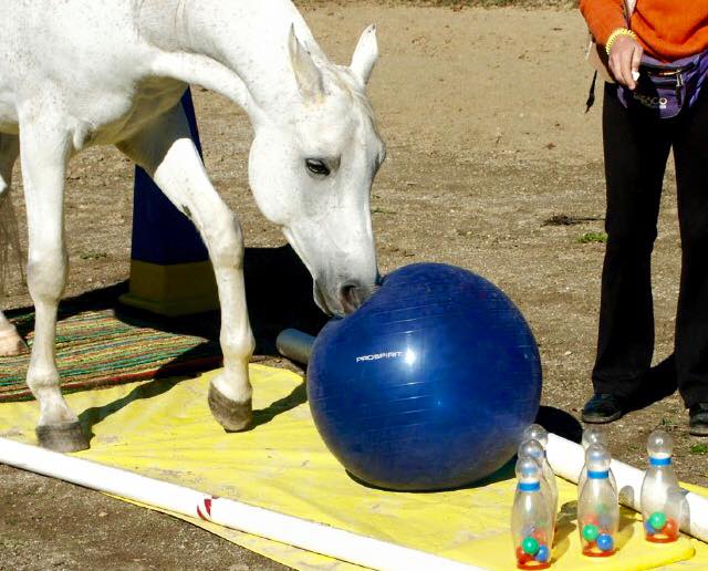 horse push ball challenge