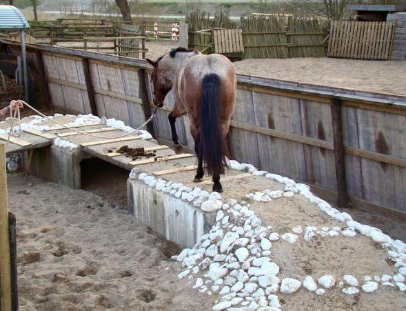 bridge horse obstacle