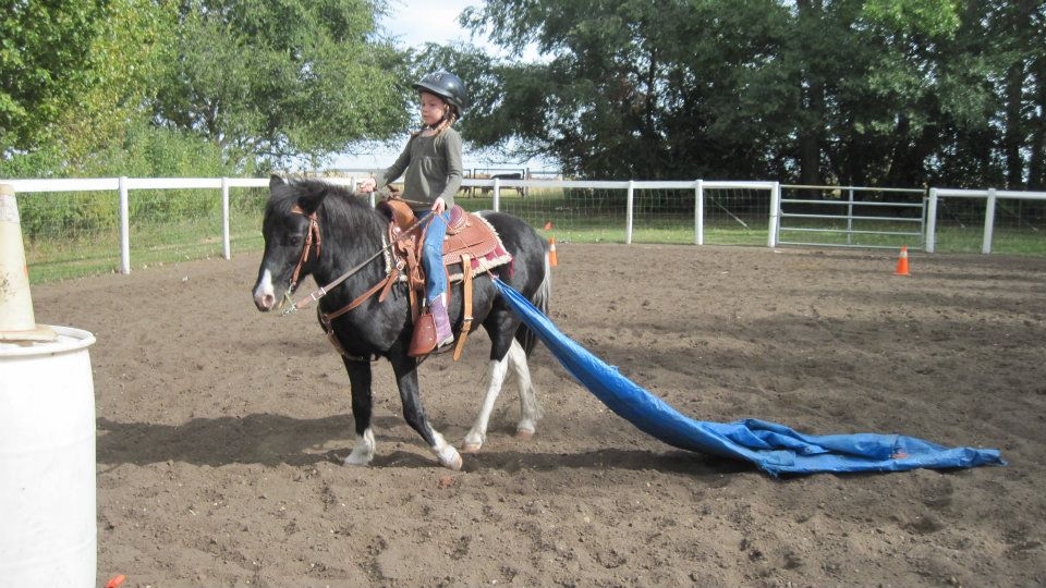 drag tarp horse challenge