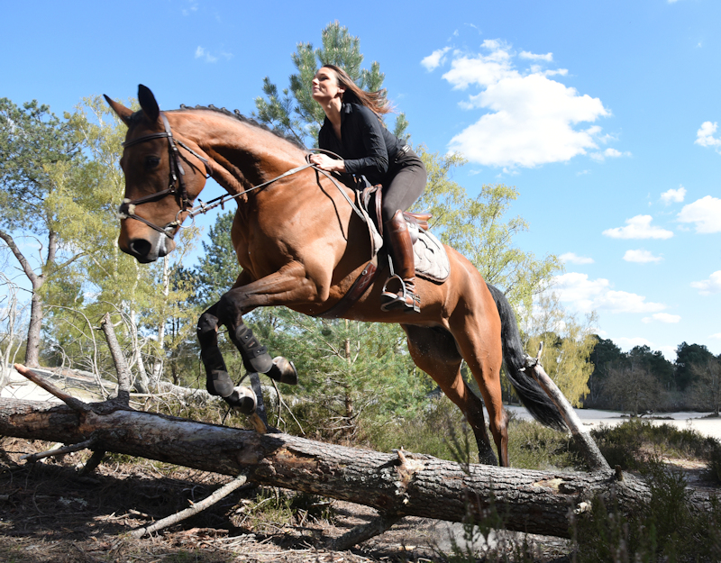 horse obstacle jumping over log