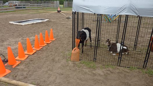 scary horse obstacle goats