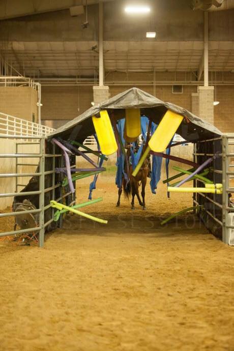 tunnel pool noodle horse obstacle