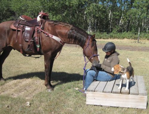 Using Baby Steps to Teach Your Horse New Skills