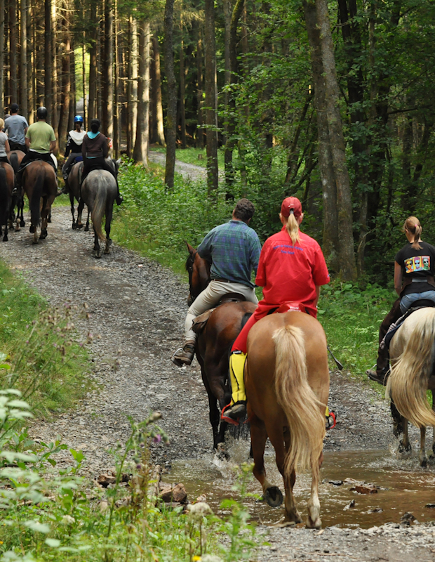 Trail Ride Horseback