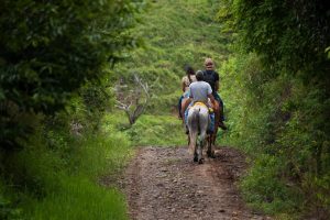 Trail Ride in Forest